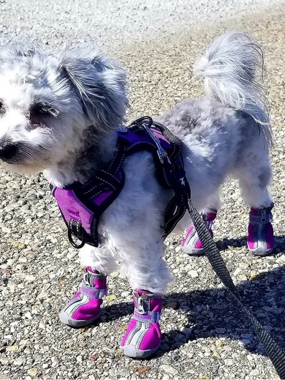 NWOT Dog Boots for Small Dogs - 4 Pack